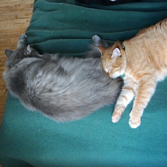 Updated Allergy Alert - Picture 3 of 3