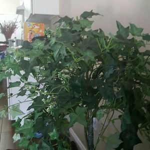 Meet your Posher, Anlys