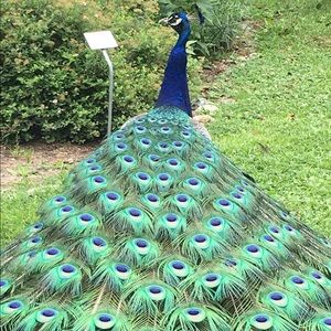 Meet your Posher, Alana