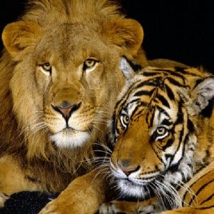 Meet your Posher, Candy