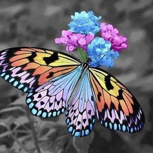 Meet your Posher, Corrie