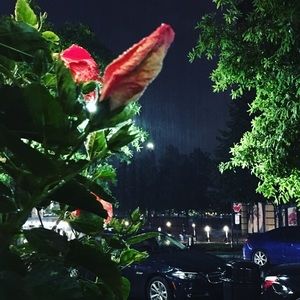 Meet your Posher, Lily