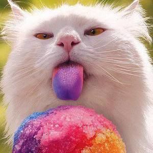 Meet your Posher, Anh le