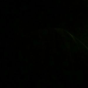 Meet your Posher, Daisha