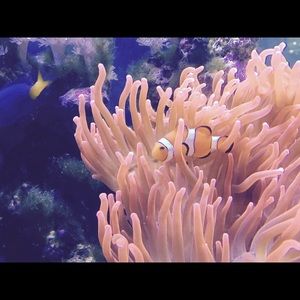 Meet your Posher, Carol