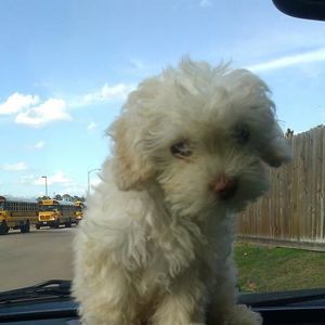 Meet your Posher, Maria