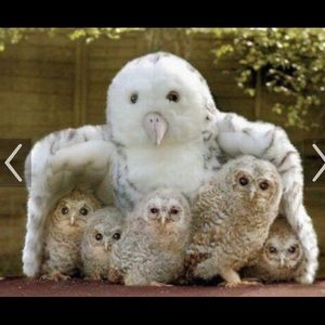 Meet your Posher, Shagun