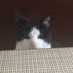 Meet your Posher, Holly