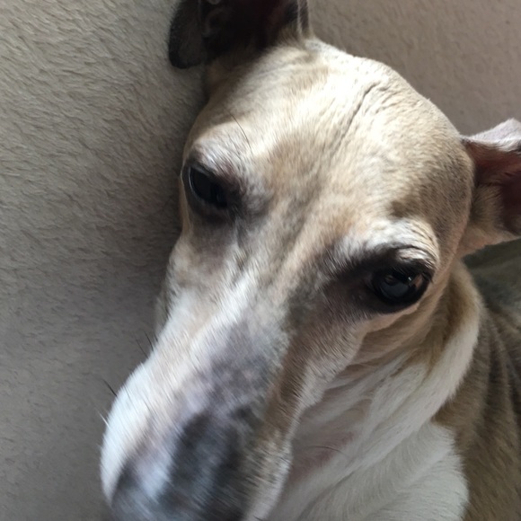 Meet your Posher, Gina