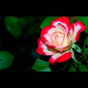 Meet your Posher, Leigh