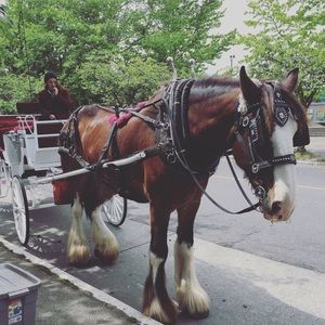 Meet your Posher, Ying yun