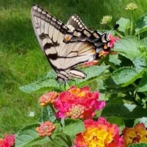 Meet your Posher, Robin