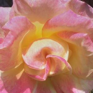 Meet your Posher, Alara