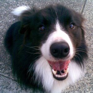 Meet your Posher, Pip