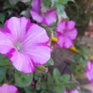 Meet your Posher, Hailey