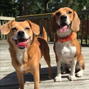 Meet your Posher, Shannon