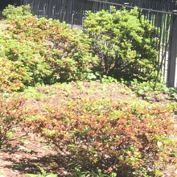 Meet your Posher, Lana