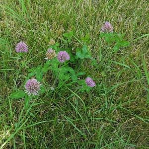 Meet your Posher, Harriet