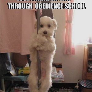 Meet your Posher, Yolanda