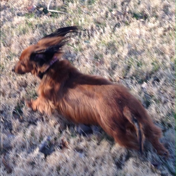 NOT FOR SALE ❤️🐾🐾🐾 our little Doxie