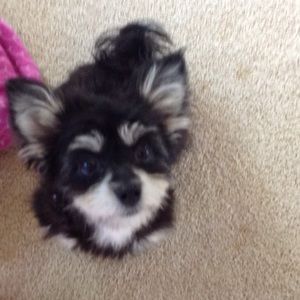 Meet your Posher, Kerri