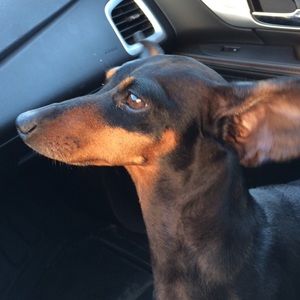 Meet your Posher, Dawn