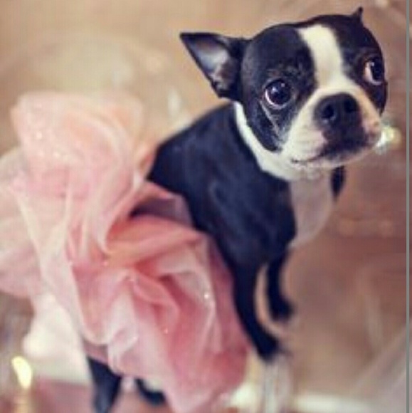 I’m your posher Gypsy! From office to casual to a little bit wild and crazy! - Picture 2 of 4