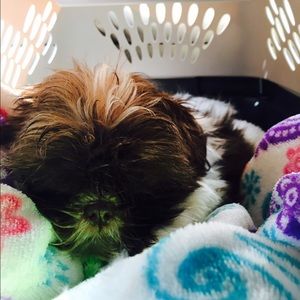 Meet your Posher, Jasmine