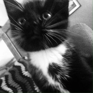 Meet your Posher, Davin