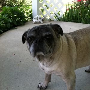 Meet your Posher, Roberta