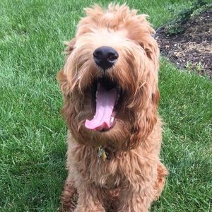 Meet your Posher, Halli