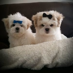 Meet your Posher, Isabel