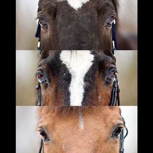 Meet your Posher, Kiley