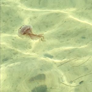 Meet your Posher, Renee