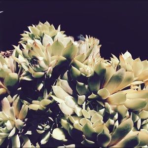 Meet your Posher, Robyn and piper