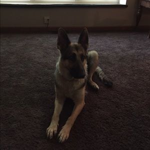 Meet your Posher, Melissa