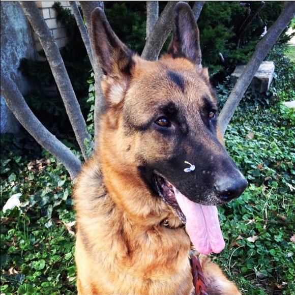 Meet Your Posher, Ali ❣ - Picture 3 of 3