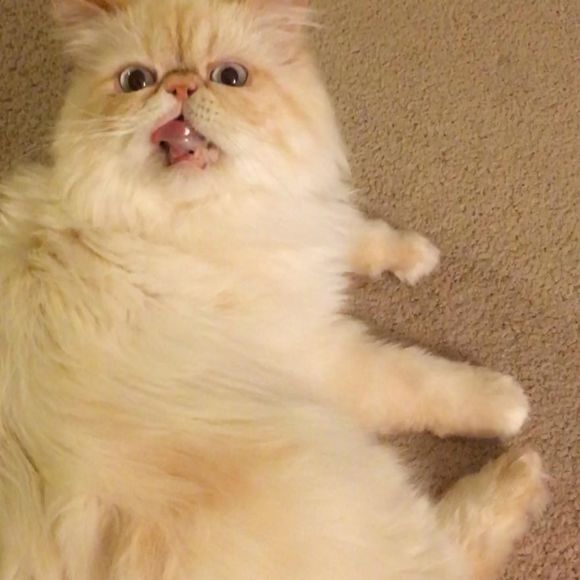 Meet your Posher, Yiming