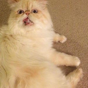 Meet your Posher, Yiming