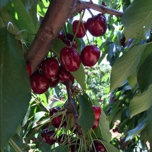 Meet your Posher, Ruth