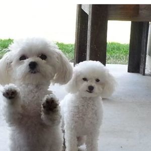 Meet your Posher, Debbie gunter