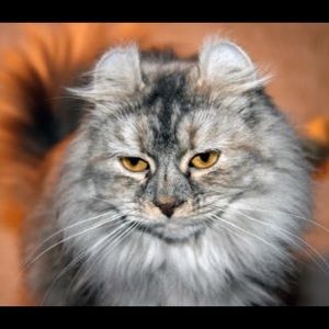 Meet your Posher, Pamela