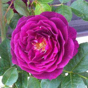 Meet your Posher, Maan