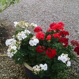 Meet your Posher, Ann