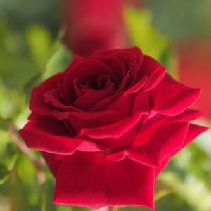 Meet your Posher, Thao huynh