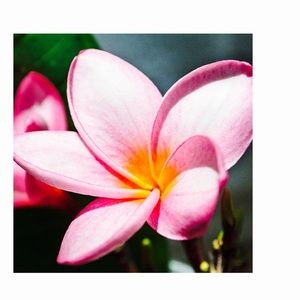 Meet your Posher, Riley