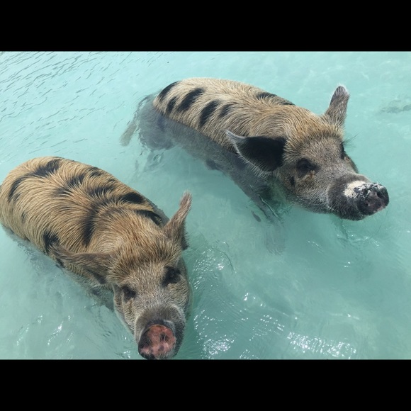 Meet your Posher, Kimberly - Picture 3 of 4