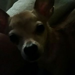 Meet your Posher, Iraida