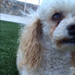 Meet your Posher, Adriana