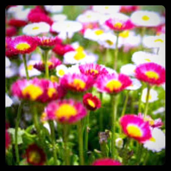 Meet your Posher, Penelope